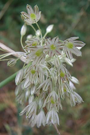Allium tenuiflorum \ Zartbl&uuml;tiger Lauch / Slender Garlic, Kroatien/Croatia Istrien/Istria, Premantura 5.6.2008