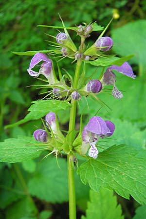 Lamium maculatum \ Gefleckte Taubnessel / Spotted Dead-Nettle, Kroatien/Croatia Učka 28.6.2010