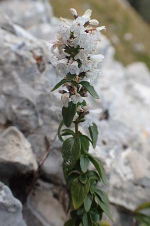 Micromeria thymifolia \ Balkan-Steinminze, Schein-Quendel / Thyme-Leaved Savory, Kroatien/Croatia Učka 12.8.2016