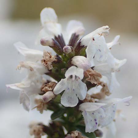 Micromeria thymifolia \ Balkan-Steinminze, Schein-Quendel / Thyme-Leaved Savory, Kroatien/Croatia Učka 12.8.2016