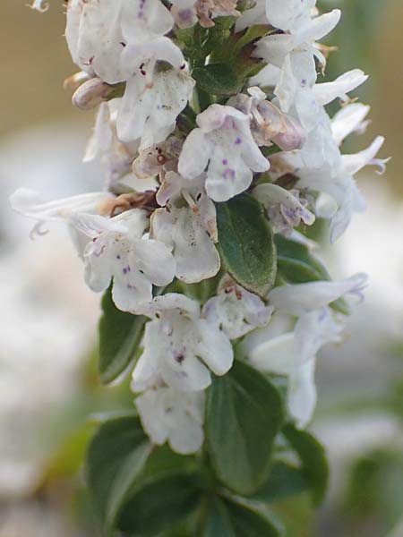 Micromeria thymifolia \ Balkan-Steinminze, Schein-Quendel / Thyme-Leaved Savory, Kroatien/Croatia Učka 12.8.2016