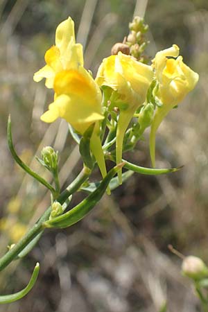 Linaria angustissima \ Italienisches Leinkraut / Narrow-Leaved Toadflax, Kroatien/Croatia Sveti Juray 18.8.2016