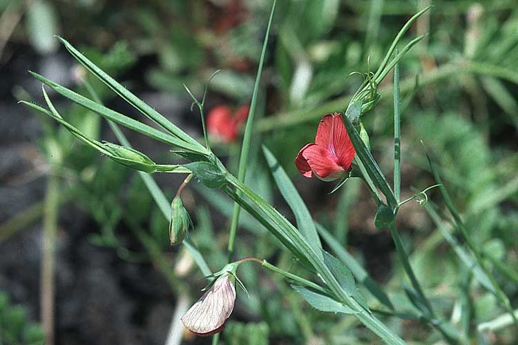 Lathyrus cicera \ Rote Platterbse / Red Vetchling, Kroatien/Croatia Korčula, Prizba 5.4.2006