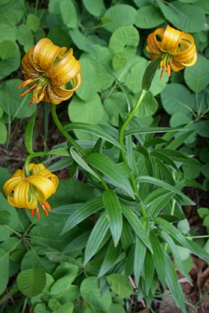 Lilium bosniacum \ Bosnische Lilie / Bosnian Lily, Kroatien/Croatia Plitvička 1.6.2008