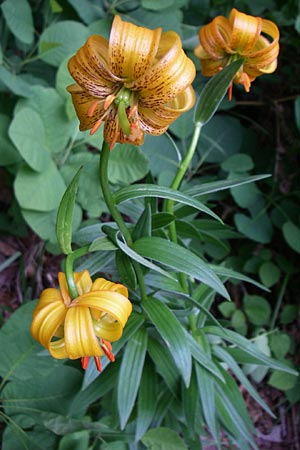 Lilium bosniacum \ Bosnische Lilie / Bosnian Lily, Kroatien/Croatia Plitvička 1.6.2008