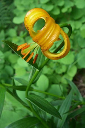 Lilium bosniacum \ Bosnische Lilie / Bosnian Lily, Kroatien/Croatia Plitvička 1.6.2008