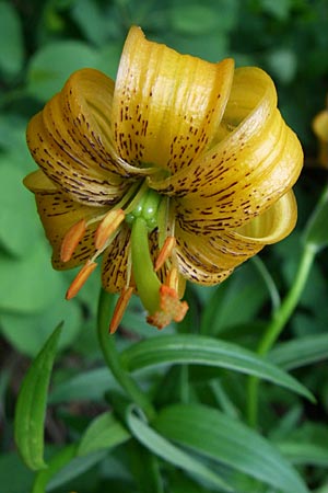 Lilium bosniacum \ Bosnische Lilie / Bosnian Lily, Kroatien/Croatia Plitvička 1.6.2008