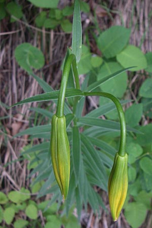 Lilium bosniacum \ Bosnische Lilie / Bosnian Lily, Kroatien/Croatia Plitvička 1.6.2008