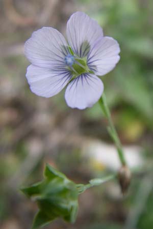 Linum bienne \ Zweijhriger Lein / Pale Flax, Kroatien/Croatia Istrien/Istria, Premantura 5.6.2008