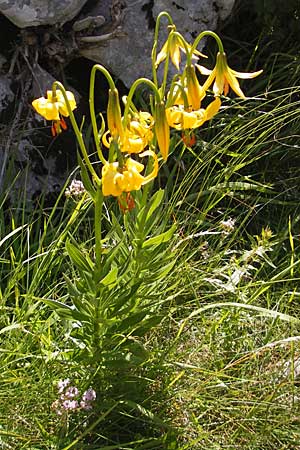 Lilium bosniacum \ Bosnische Lilie / Bosnian Lily, Kroatien/Croatia Velebit Zavizan 30.6.2010