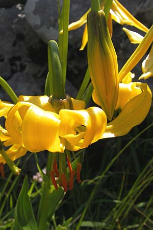 Lilium bosniacum \ Bosnische Lilie / Bosnian Lily, Kroatien/Croatia Velebit Zavizan 30.6.2010