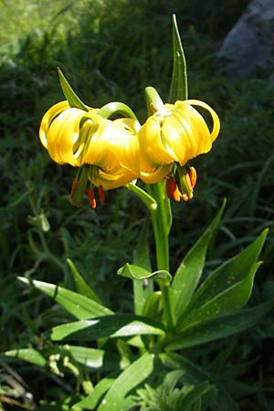 Lilium bosniacum \ Bosnische Lilie / Bosnian Lily, Kroatien/Croatia Velebit Zavizan 30.6.2010