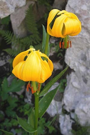 Lilium bosniacum \ Bosnische Lilie / Bosnian Lily, Kroatien/Croatia Velebit Zavizan 30.6.2010