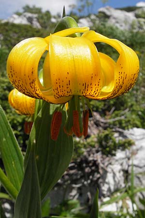 Lilium bosniacum \ Bosnische Lilie / Bosnian Lily, Kroatien/Croatia Velebit Zavizan 30.6.2010