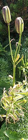 Lilium carniolicum subsp. carniolicum \ Krainer Lilie / Carniolan Lily, Kroatien/Croatia Risnjak 14.8.2016