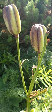 Lilium carniolicum subsp. carniolicum \ Krainer Lilie / Carniolan Lily, Kroatien/Croatia Risnjak 14.8.2016