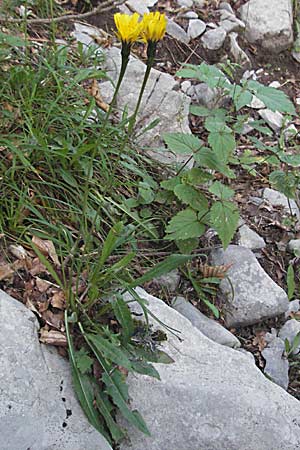 Scorzoneroides helvetica \ Schweizer Schuppenlwenzahn, Kroatien Velebit 17.7.2007