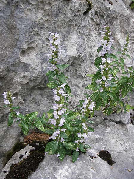 Clinopodium einseleanum \ sterreicher Bergminze / Einsele's Calamint, Kroatien/Croatia Velebit 19.8.2016