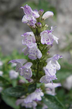 Clinopodium einseleanum \ sterreicher Bergminze / Einsele's Calamint, Kroatien/Croatia Velebit 19.8.2016