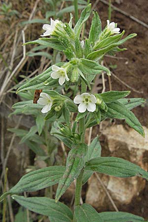Lithospermum officinale \ Echter Steinsame / Common Gromwell, Kroatien/Croatia Istrien/Istria, Pazin 27.5.2006