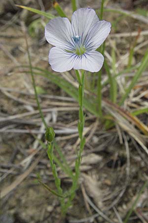 Linum bienne \ Zweijhriger Lein / Pale Flax, Kroatien/Croatia Istrien/Istria, Gračišće 27.5.2006