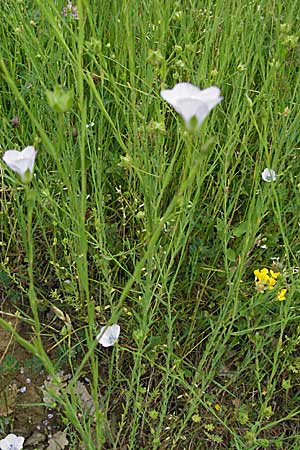Linum bienne \ Zweijhriger Lein / Pale Flax, Kroatien/Croatia Istrien/Istria, Gračišće 27.5.2006