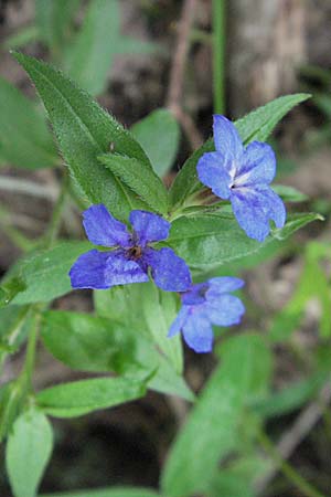 Lithospermum purpurocaeruleum \ Blauroter Steinsame / Purple Gromwell, Kroatien/Croatia Istrien/Istria, Gračišće 27.5.2006