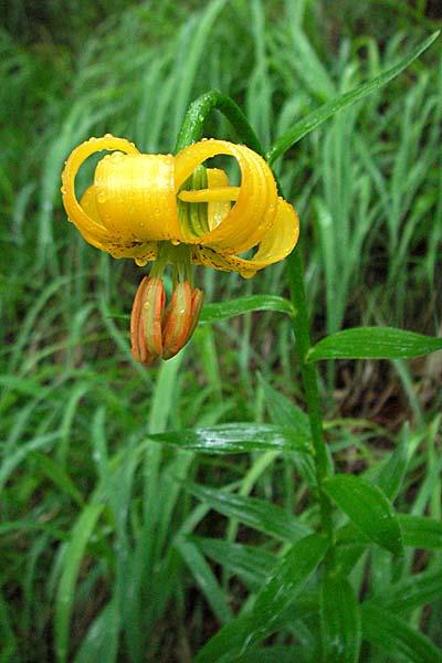 Lilium bosniacum \ Bosnische Lilie / Bosnian Lily, Kroatien/Croatia Plitvička 3.6.2006