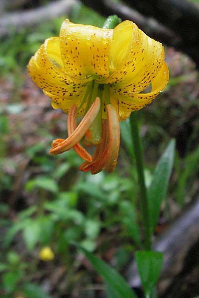 Lilium bosniacum \ Bosnische Lilie / Bosnian Lily, Kroatien/Croatia Plitvička 3.6.2006