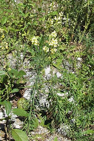 Linaria vulgaris \ Gewhnliches Leinkraut / Common Toadflax, Kroatien/Croatia Velebit 16.7.2007