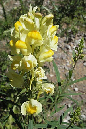 Linaria vulgaris, Gewöhnliches Leinkraut Linaria vulgaris, Gewöhnliches Leinkraut