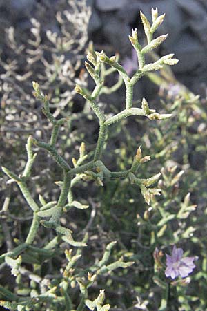Limonium cancellatum \ Gitter-Strandflieder / Lattice Sea Lavender, Kroatien/Croatia Senj 18.7.2007