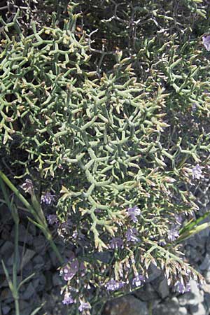 Limonium cancellatum \ Gitter-Strandflieder / Lattice Sea Lavender, Kroatien/Croatia Senj 18.7.2007
