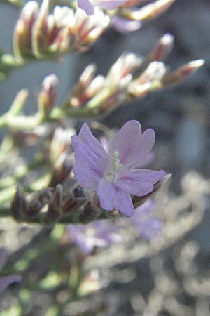 Limonium cancellatum \ Gitter-Strandflieder / Lattice Sea Lavender, Kroatien/Croatia Senj 18.7.2007