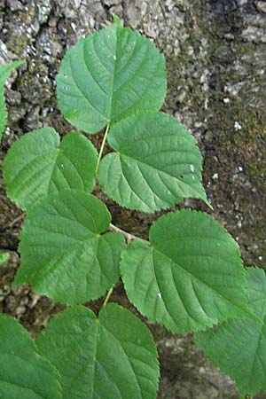 Tilia cordata \ Winter-Linde / Small-Leaved Lime, Kroatien/Croatia Plitvička 19.7.2007