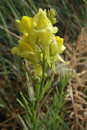 Linaria angustissima \ Italienisches Leinkraut / Narrow-Leaved Toadflax, Kroatien/Croatia Šibenik 3.6.2008