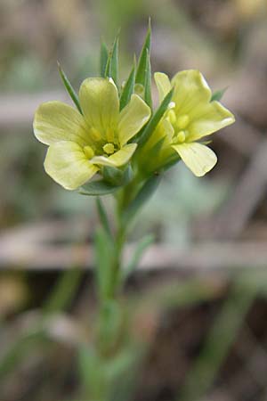 Linum strictum \ Steifer Lein / Upright Flax, Kroatien/Croatia Istrien/Istria, Premantura 5.6.2008
