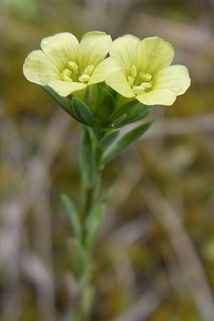 Linum strictum \ Steifer Lein / Upright Flax, Kroatien/Croatia Istrien/Istria, Premantura 5.6.2008