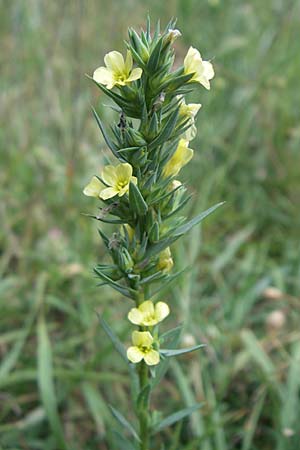 Linum strictum \ Steifer Lein / Upright Flax, Kroatien/Croatia Istrien/Istria, Premantura 5.6.2008