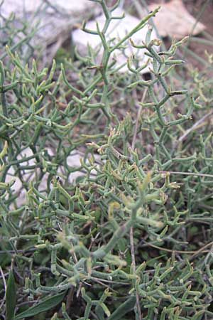 Limonium cancellatum \ Gitter-Strandflieder / Lattice Sea Lavender, Kroatien/Croatia Istrien/Istria, Premantura 5.6.2008