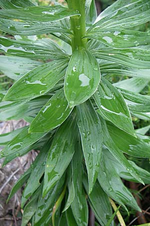 Lilium carniolicum subsp. carniolicum \ Krainer Lilie / Carniolan Lily, Kroatien/Croatia Učka 6.6.2008