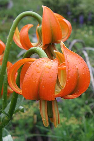 Lilium carniolicum subsp. carniolicum \ Krainer Lilie / Carniolan Lily, Kroatien/Croatia Učka 6.6.2008
