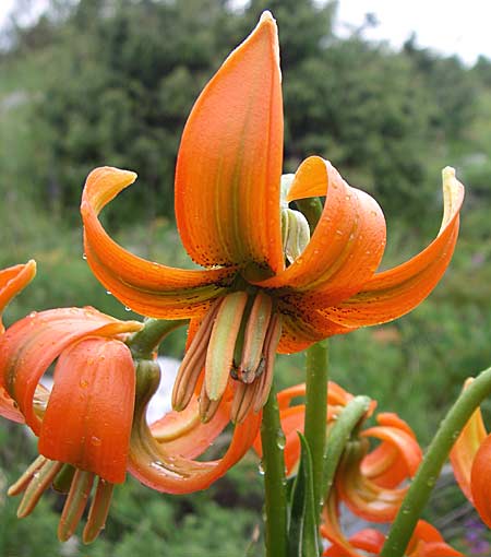 Lilium carniolicum subsp. carniolicum \ Krainer Lilie / Carniolan Lily, Kroatien/Croatia Učka 6.6.2008