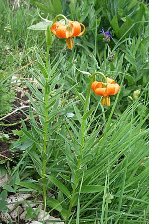 Lilium carniolicum subsp. carniolicum \ Krainer Lilie / Carniolan Lily, Kroatien/Croatia Učka 6.6.2008