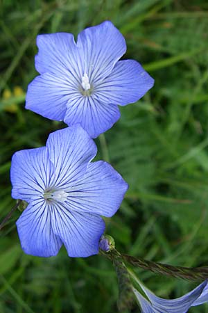 Linum narbonense \ Spanischer Lein / Narbonne Flax, Kroatien/Croatia Učka 6.6.2008