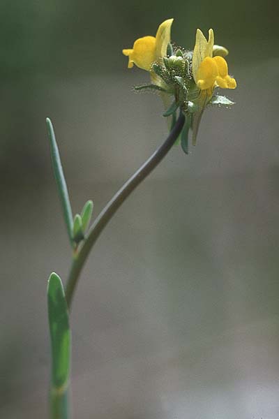 Linaria simplex \ Einfaches Leinkraut / Simple Toadflax, Kroatien/Croatia Korčula, Prizba 5.4.2006