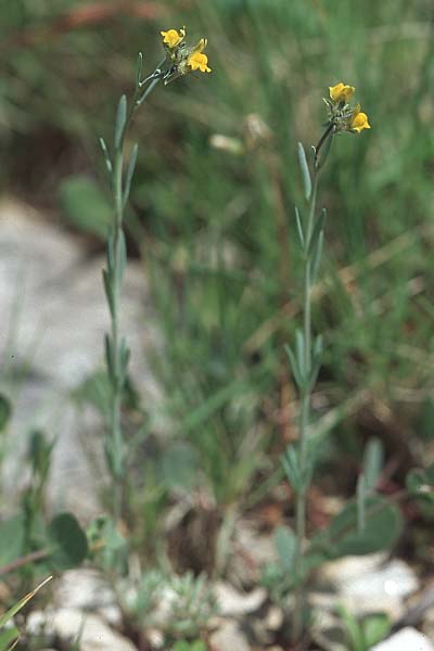 Linaria simplex \ Einfaches Leinkraut / Simple Toadflax, Kroatien/Croatia Korčula, Prizba 5.4.2006