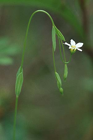 Linum catharticum \ Purgier-Lein / Fairy Flax, Kroatien/Croatia Istrien/Istria, Gračišće 27.5.2006