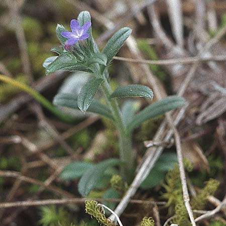 Buglossoides incrassata subsp. incrassata \ Bl&auml;ulicher Acker-Steinsame / Blue Field Gromwell, Kroatien/Croatia &Scaron;ibenik 2.4.2006