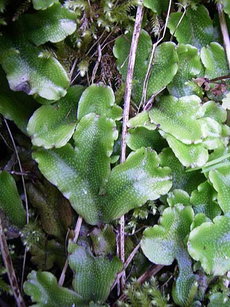 Conocephalum conicum \ Kegelkopf-Lebermoos / Scented Liverwort, Kroatien/Croatia Plitvička 1.6.2008